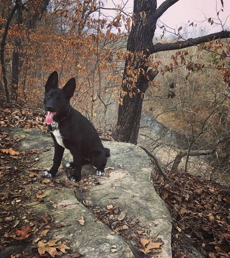 Off-Leash Dog Area