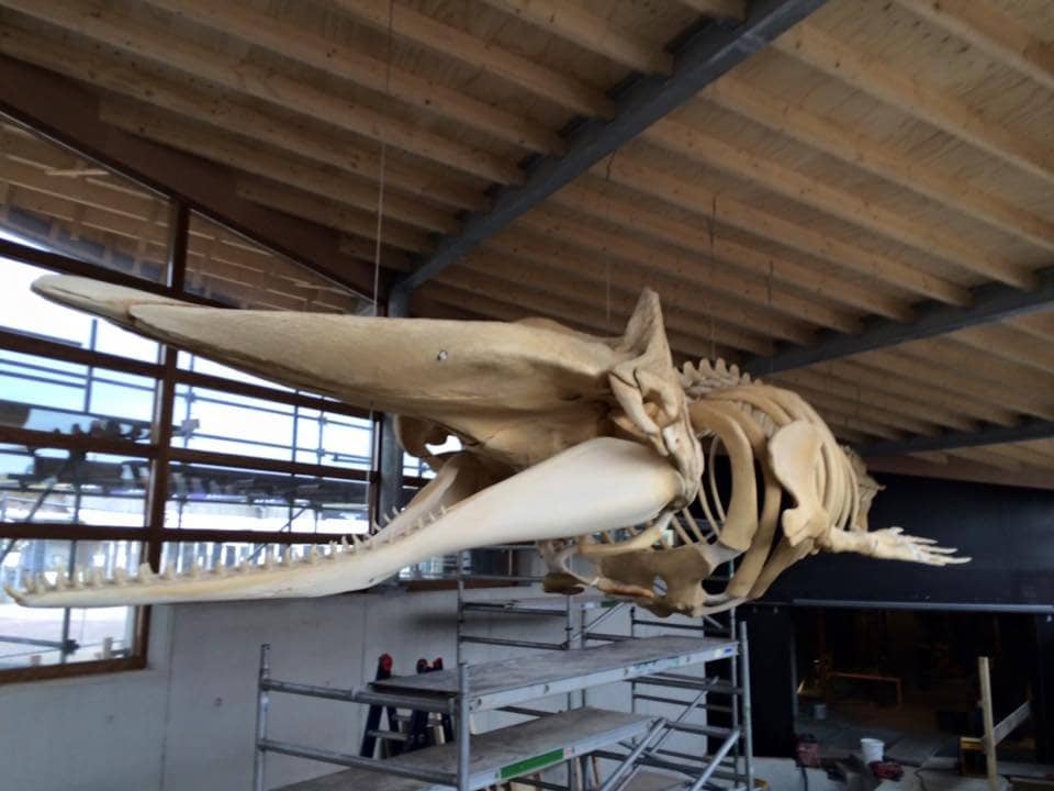 Impressive Sperm Whale Skeleton