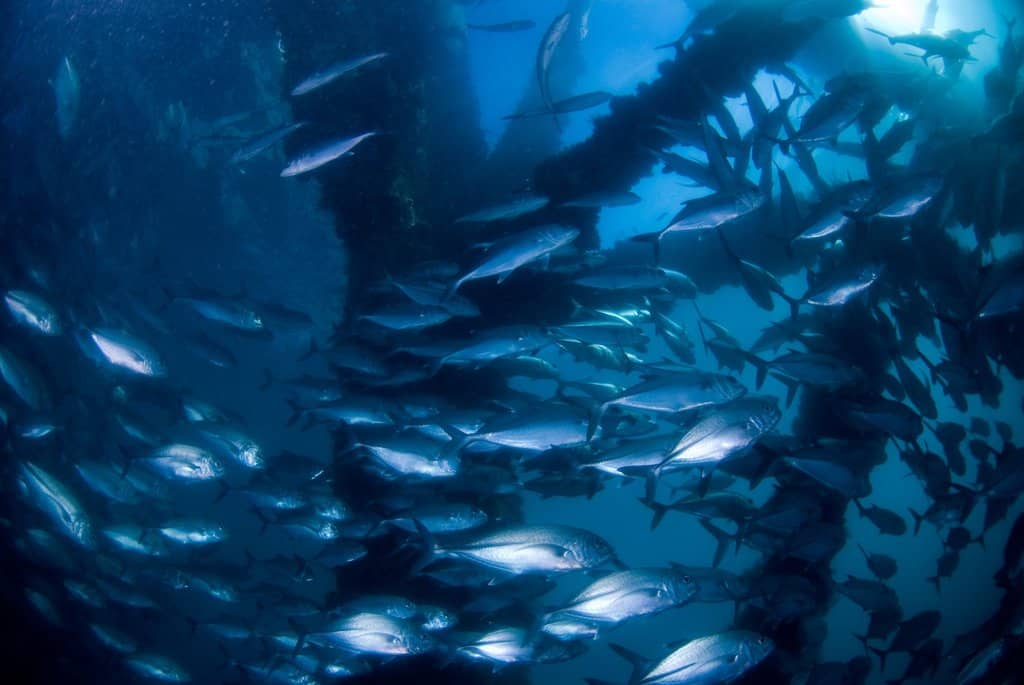 World-Class Shore Dive