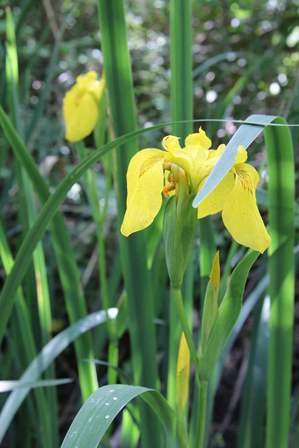 Wildlife Observation Decks