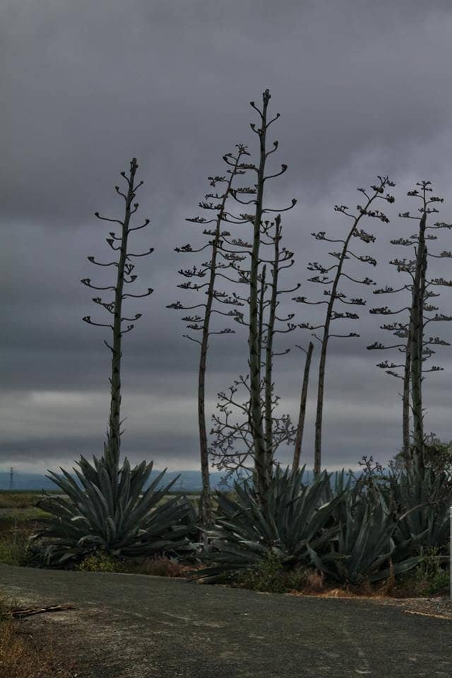 Napa River Bay Trail