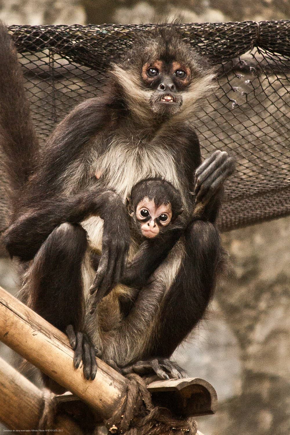 Exotic Animal Encounters