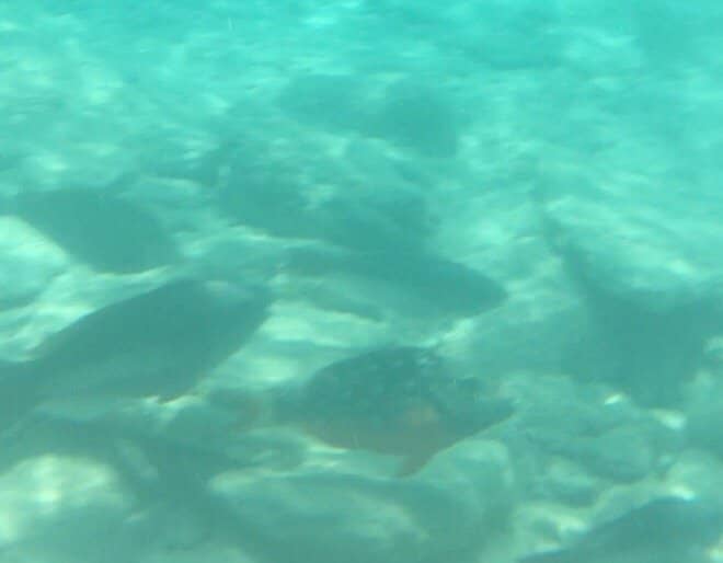 Clearwater Beach