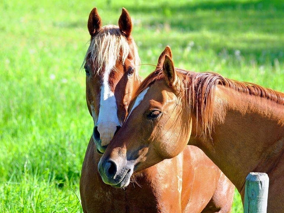 Meet the Cowboys