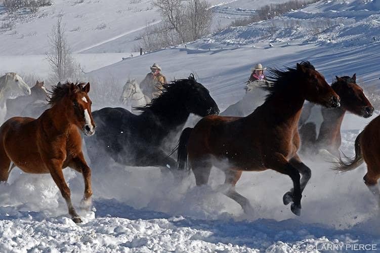 Scenic 2-Hour Trail Ride