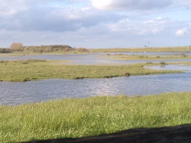 Utah Beach Dunes
