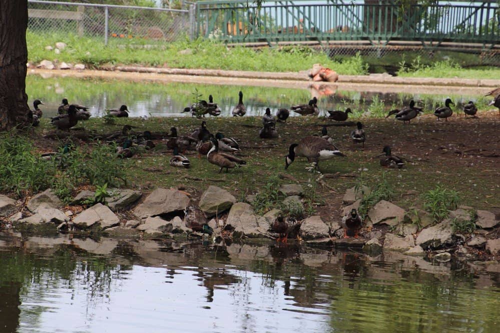 Lakeside Memorial Walk