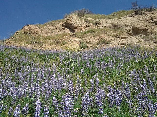 Oak Woodlands & Creek Scenery