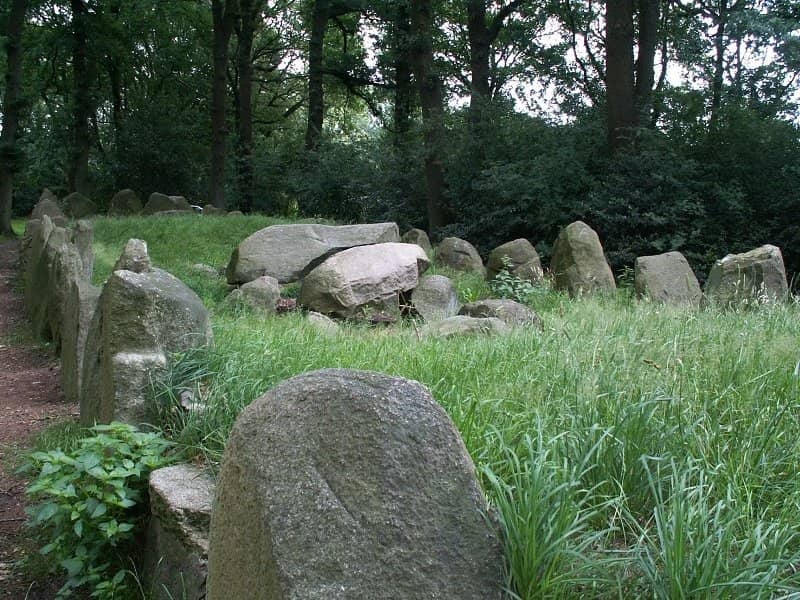Surrounding Forest