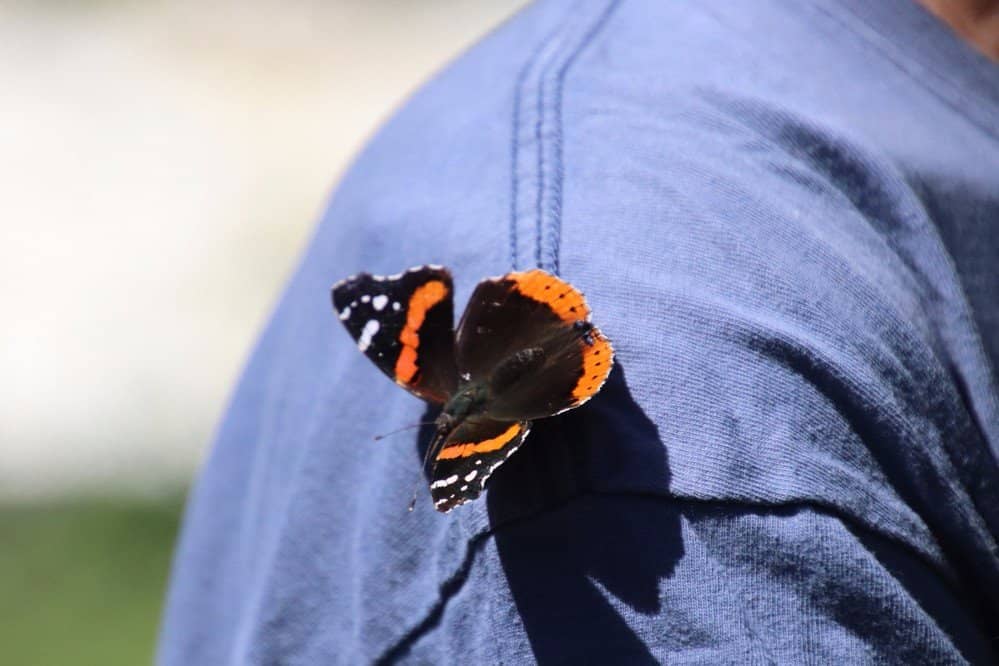 Butterfly House