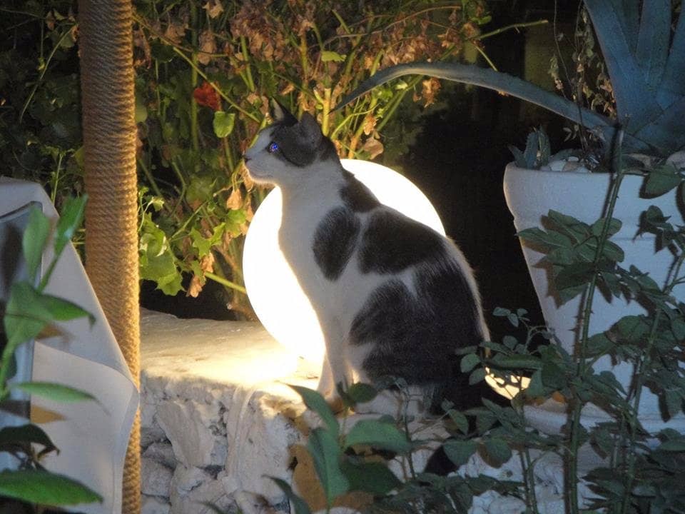 Succulent Grilled Kebabs