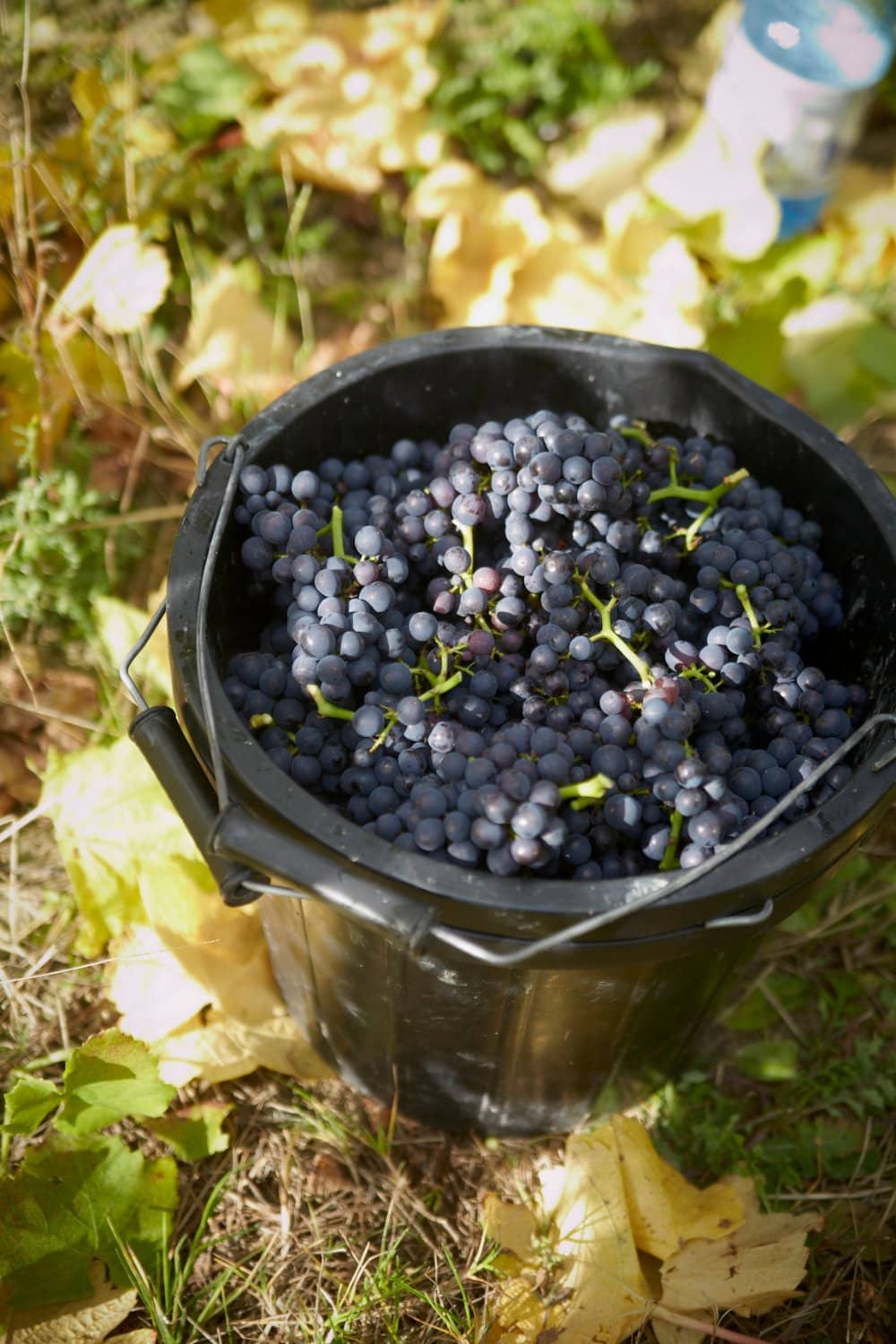 Wine Tasting Experience