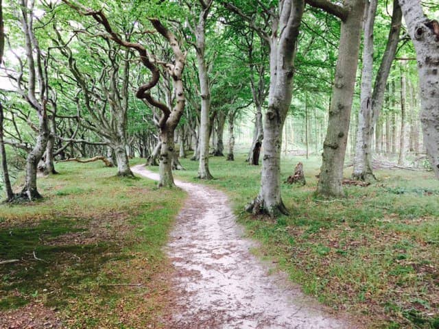 Viking & Pagan Vibes