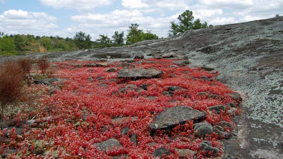 Rock Outcrop Trail