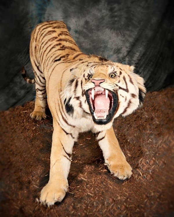 Enlightenment: Vivaldi's Four Seasons