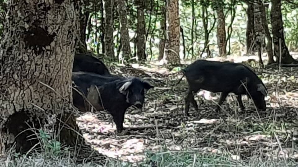 Black Pig of the Nebrodi