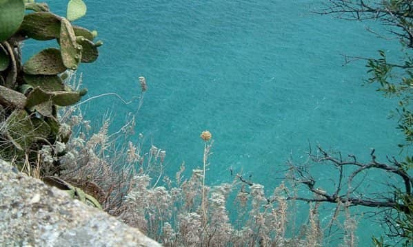 Snorkeler's Reef