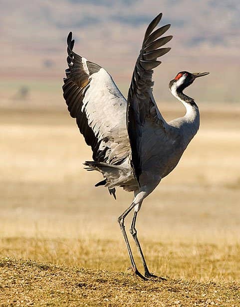 Vertical photo
