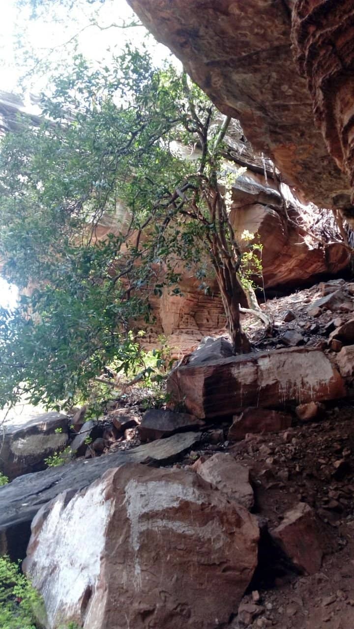 Nallamala Forest Views