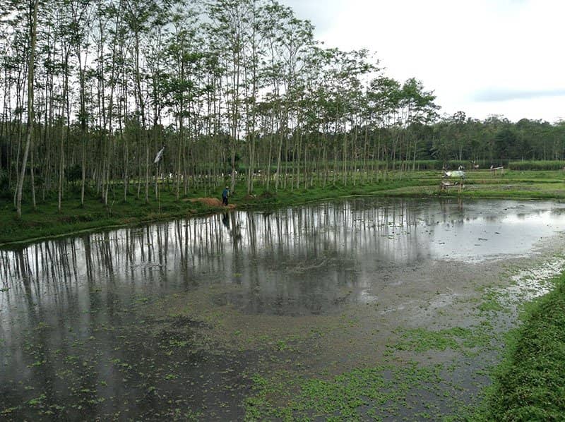 Lush Rice Field Views