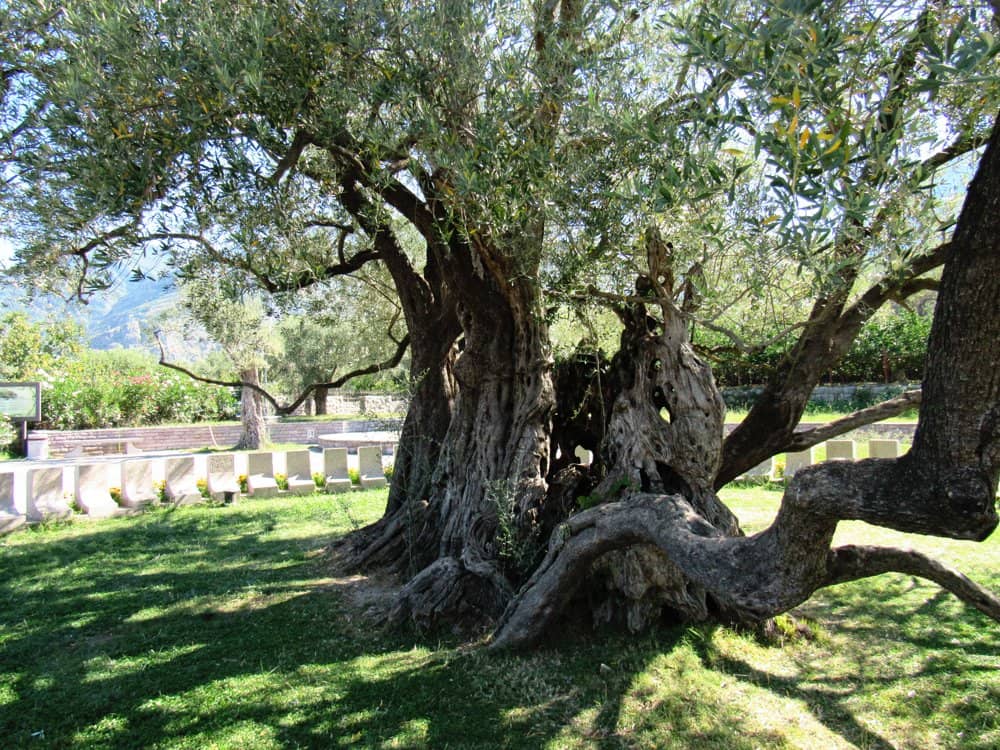 The 2,000-Year-Old Olive Tree