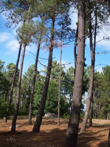 Shaded Hiking Trails