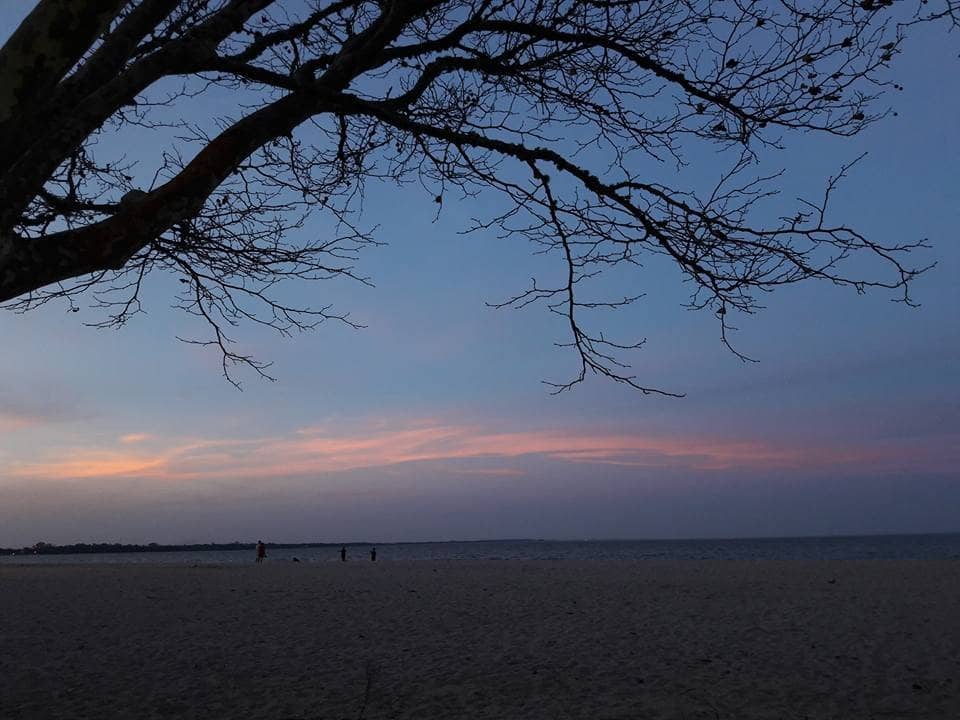 Shady Tree-Lined Promenade