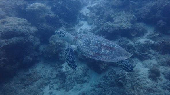 Snorkeling and Diving Spots