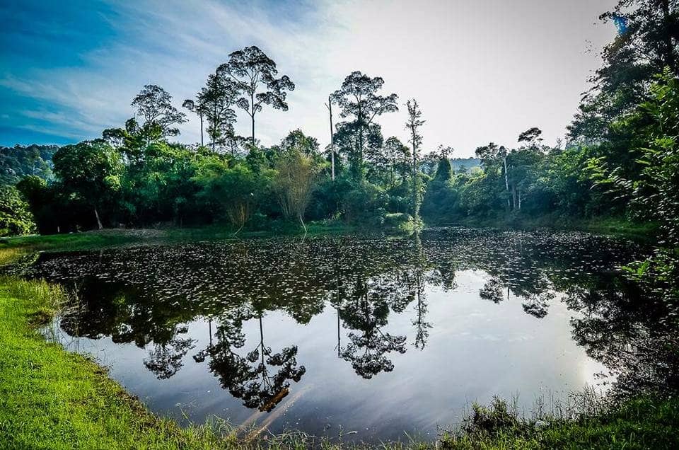 Paddy Fields