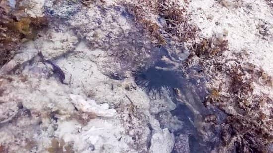 Snorkeling Adventures