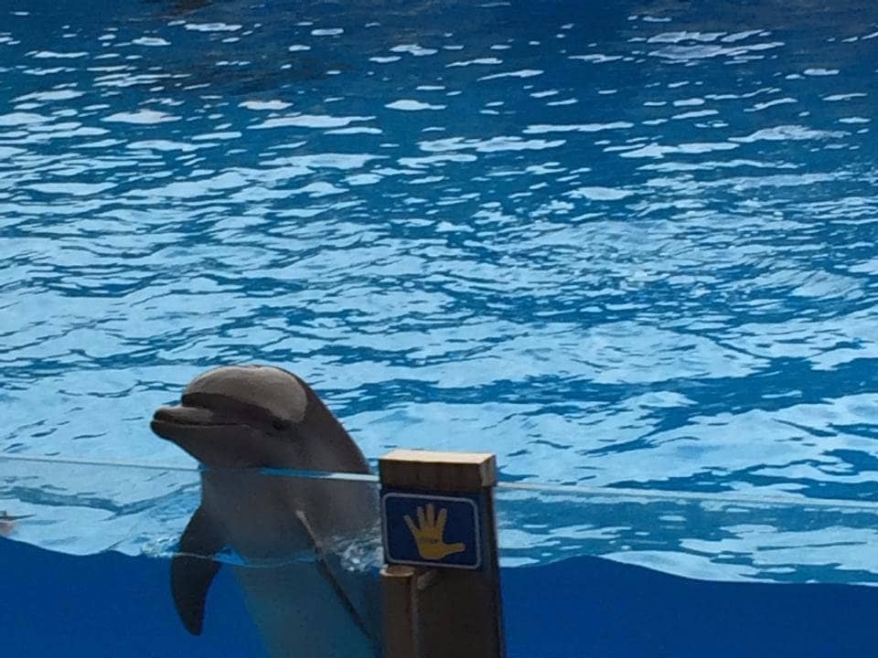 Trainer-Dolphin Bond