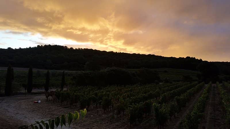 Wine Tasting Experience