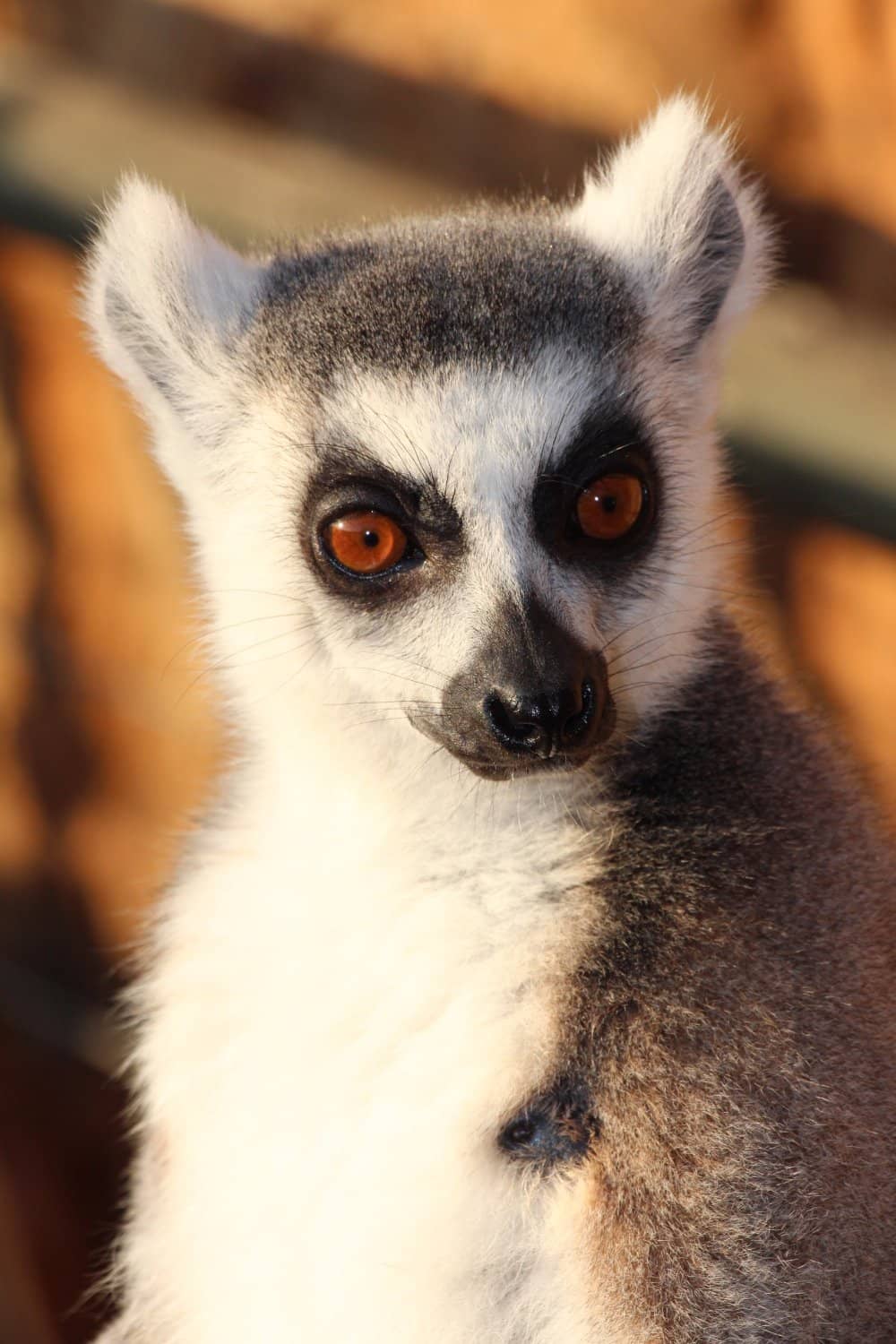 Rescued Primate Haven