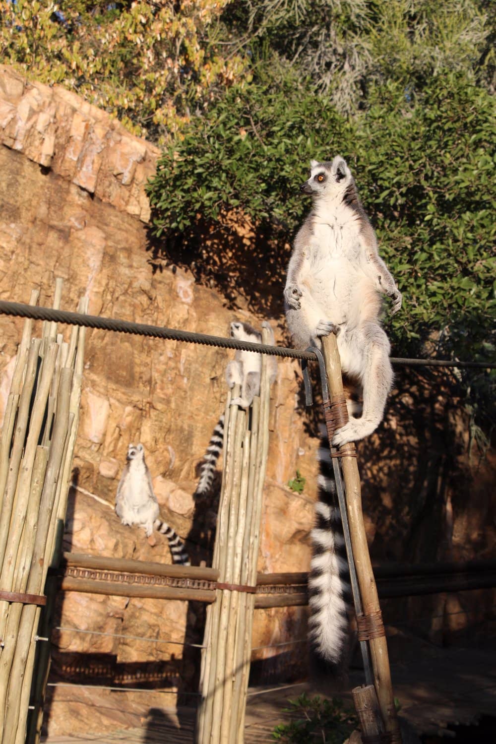 Elevated Walkway Tours