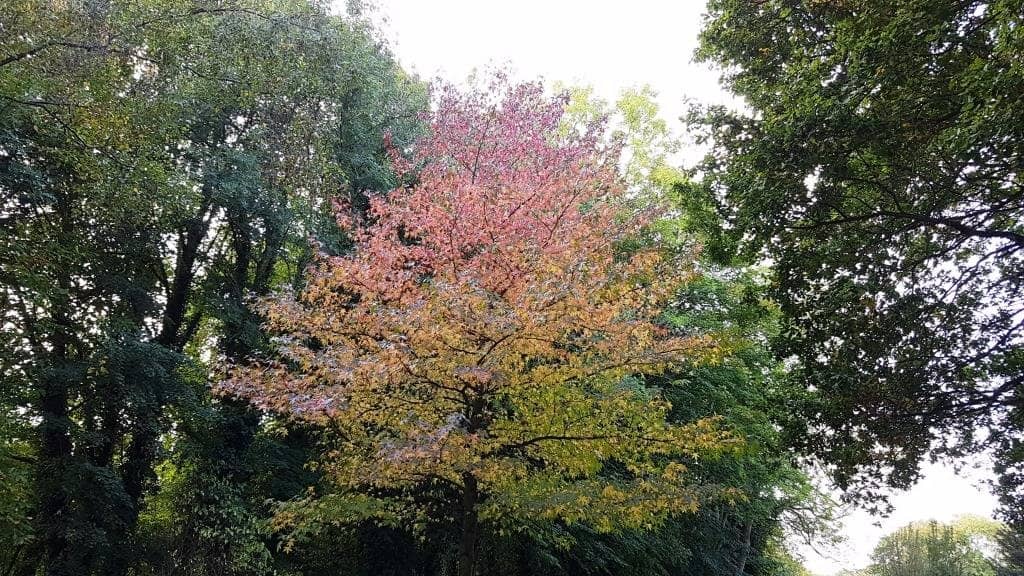 Serene Ponds and Lakes