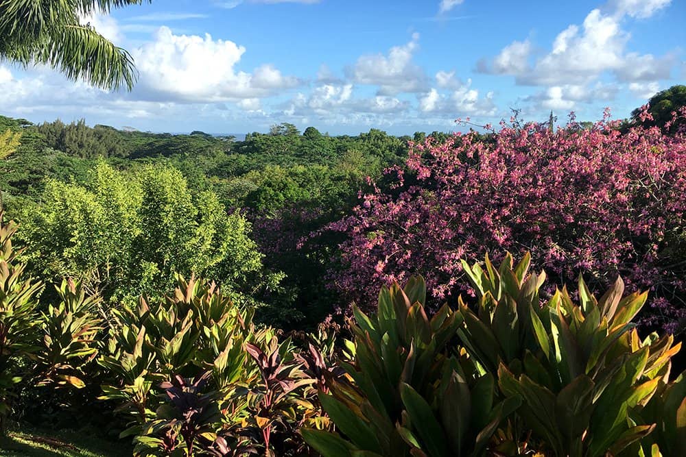Lush Tropical Landscapes