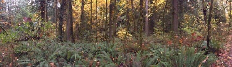 Chum Salmon Spawning Run