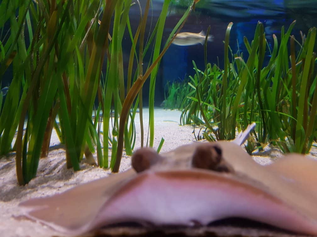 Jellyfish Exhibition