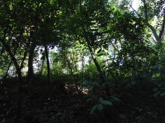 Serene Natural Ambiance