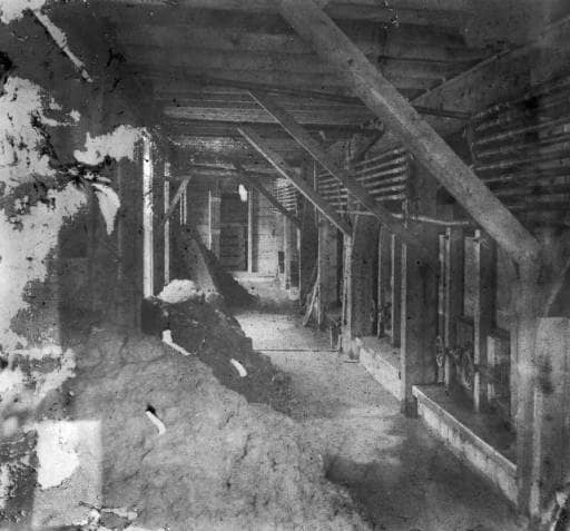 Meet the Local Wildlife