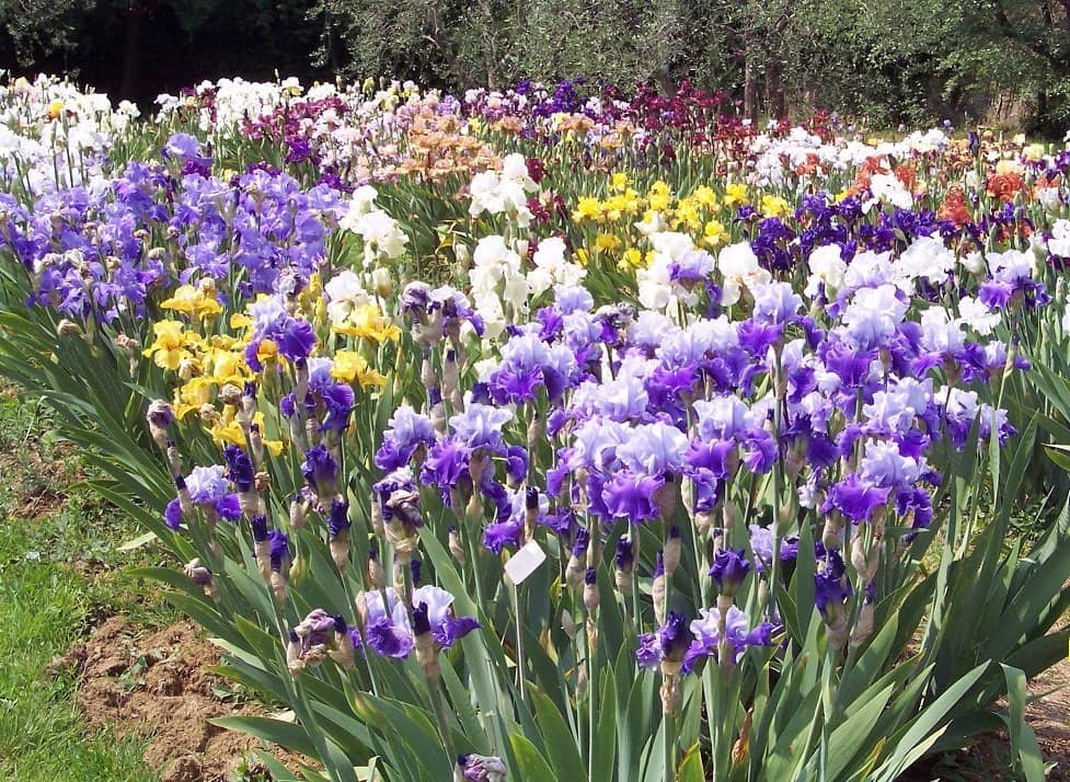 Piazzale Michelangelo Views