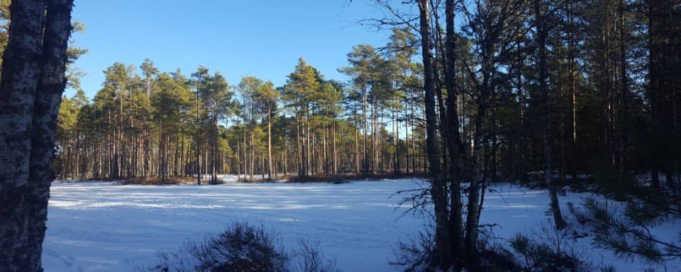 Viru Bog Trail