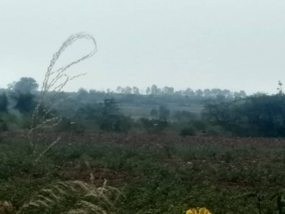 Blackbuck Grazing Fields