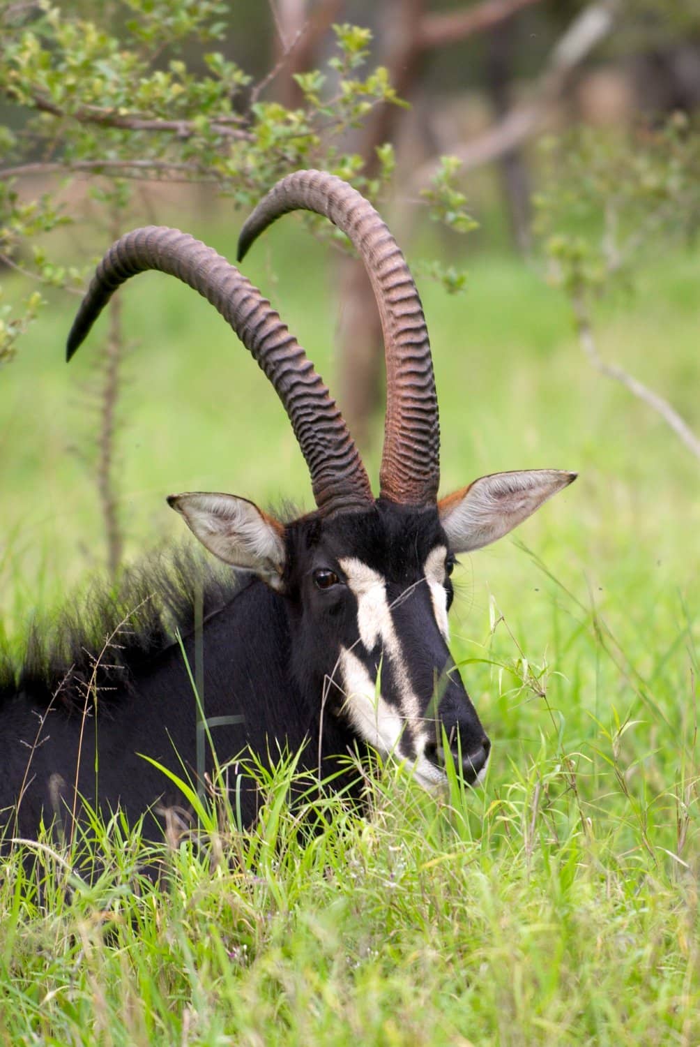 Educational Game Drives