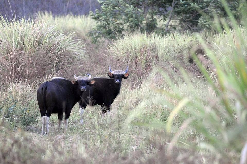 The Scenic Stream Path