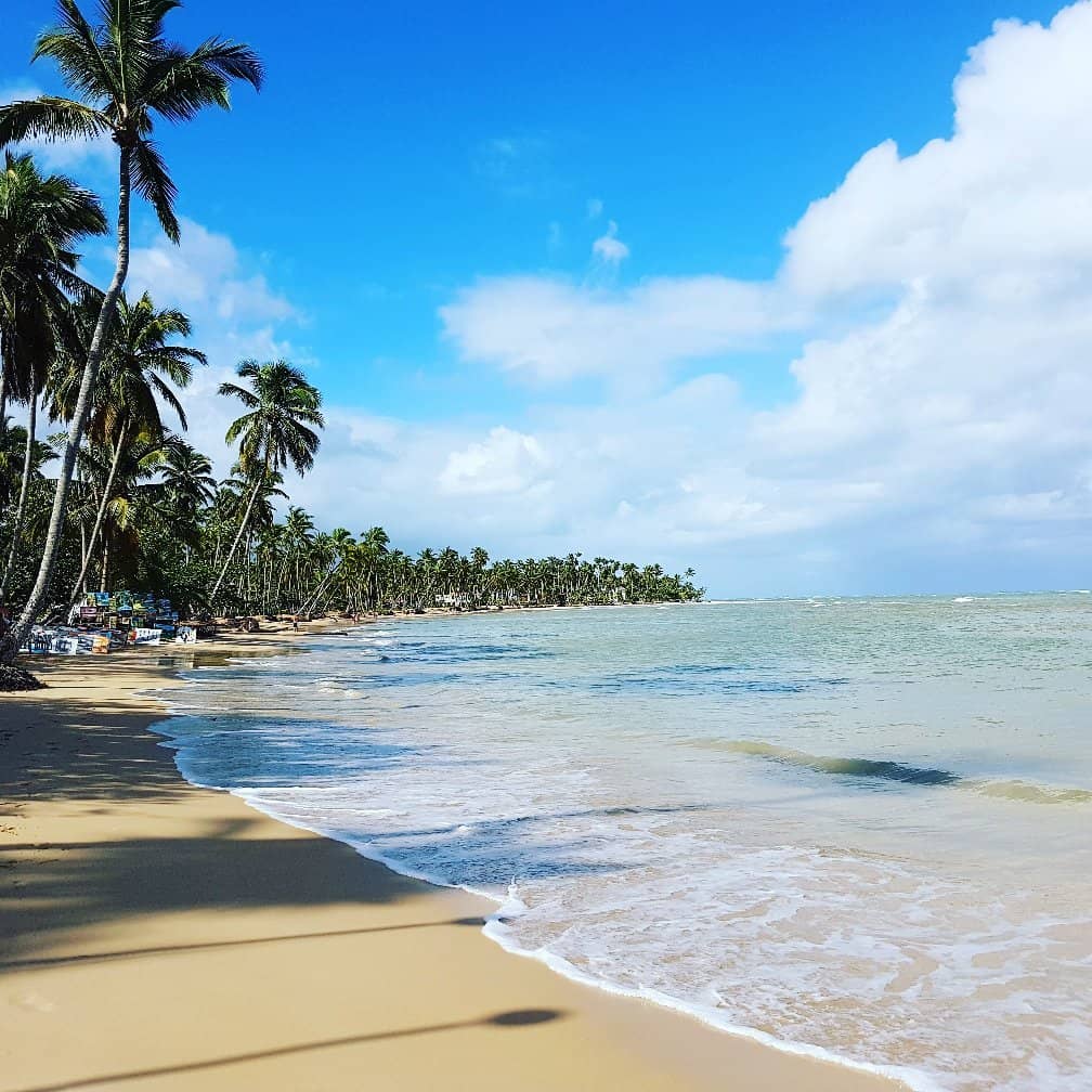 Palm-Lined Shores