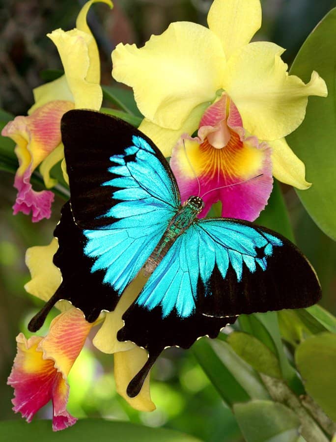 Cocoon to Butterfly Exhibit