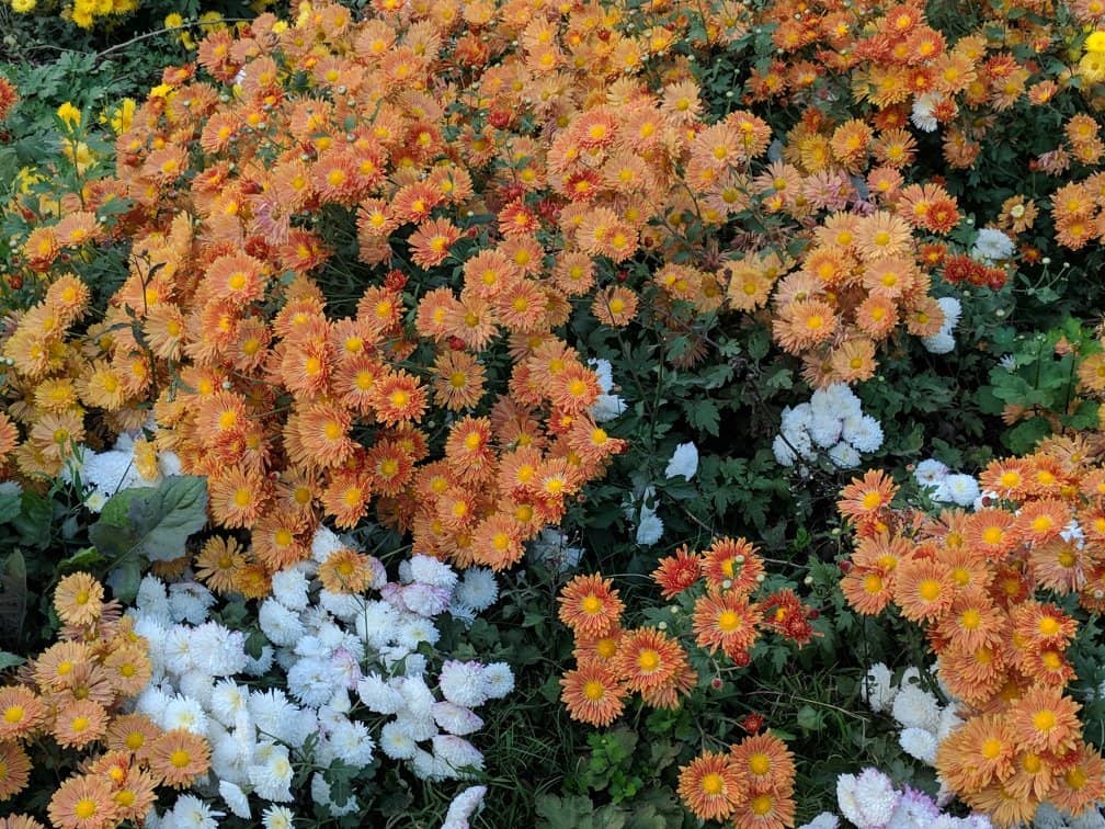 Mahabodhi Temple Stone Railings