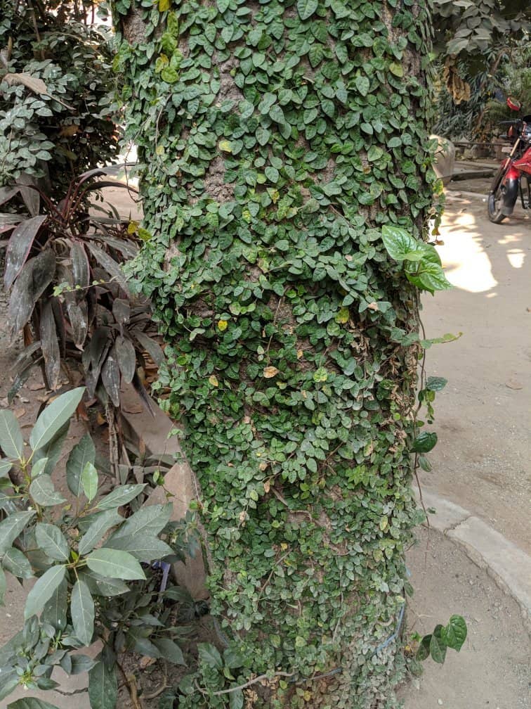 Burmese Architecture