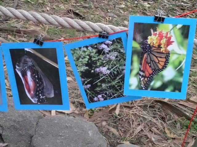 Monarch Butterfly Clusters